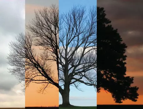 A tree through time