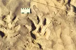 Dinosaur print - Africa