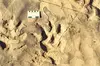 Dinosaur print - Africa