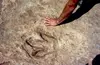 Dinosaur print - Chinle Fm