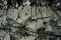 Modern mudcracks in Putnam County, Indiana.