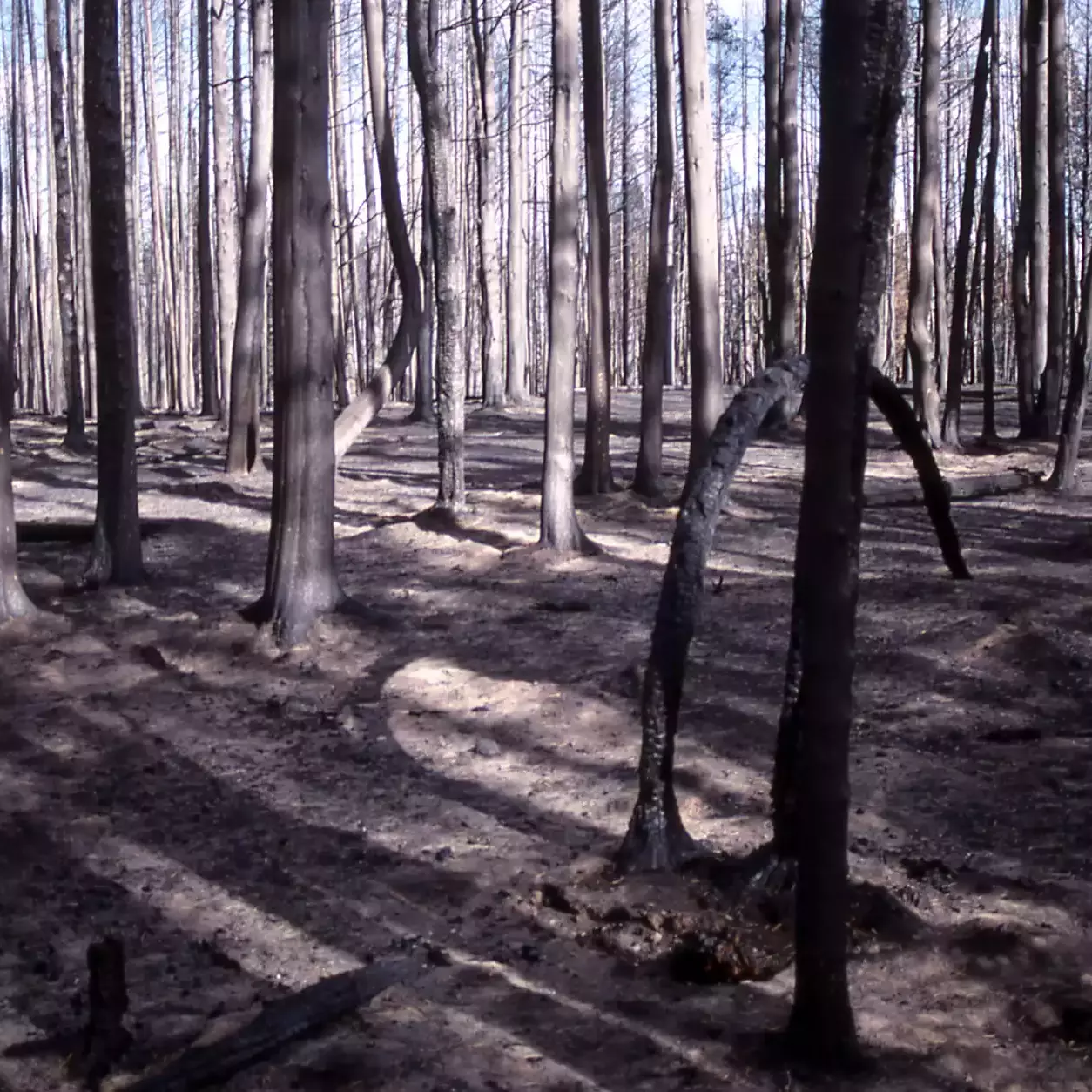 Pyro-forensics: Investigating the Cause and Origin of Wildland Fires