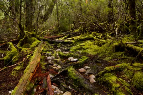 New Zealand South Island beech forest