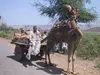 Local transportation