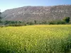 Mustard Field