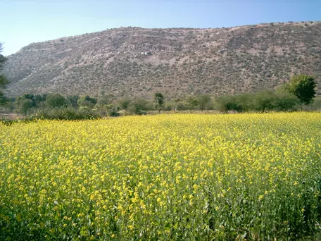Mustard Field