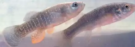 Contemporary evolution