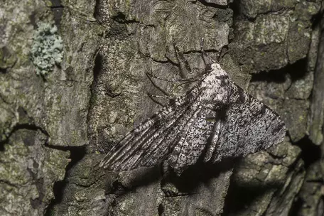 Contemporary evolution 