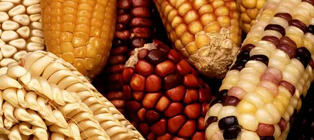 Ethanol Biofuels in the U.S.