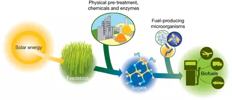 Solar energy is collected by plants via photosynthesis and stored as lignocellulose. Decomposition of the cellulosic material into simple 5- and 6-carbon sugars is achieved by physical and chemical pre-treatment, followed by exposure to enzymes from bioma