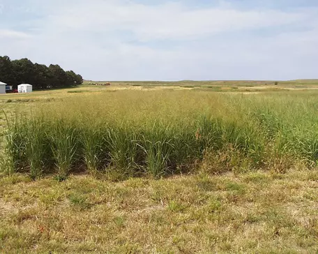 Switchgrass, Panicum virgatum. Source: USDA/John Berdahl. 