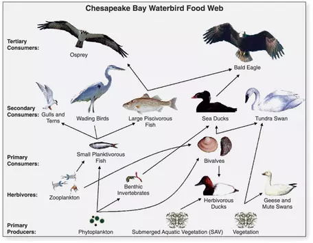 Food web