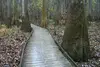 An old wooden boardwalk curves through tall bald cypress trees in the Congaree National Park.