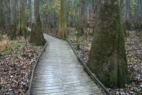 An old wooden boardwalk curves through tall bald cypress trees in the Congaree National Park.