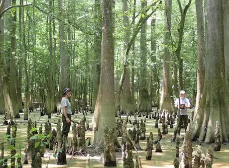 Two persons in waders and hats with a notebook in hand are standing in a swamp with water up to their ankles, examining cypress knees and other vegetation as part of the vegetation monitoring by the National Park Service. Vegetation monitoring in floodplain forests at Congaree National Park in 2021.
NPS photo / SECN staff