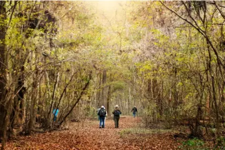 Ranger guided walks provide visitors an in-depth look at the largest remaining section of old-growth bottomland forest in the United States