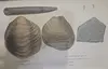 An illustration of fossils from William Smith (1816), including a belemnite, bivalve pieces, an ammonite, and two tubeworms.