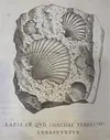 Illustration of shells included in the Vatican's collection in 1719. Below them, there is a Latin inscription, lapis in quo conchae terrestres innascvntvr, or a rock in which terrestrial shells are born.