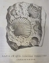 Illustration of shells included in the Vatican's collection in 1719. Below them, there is a Latin inscription, lapis in quo conchae terrestres innascvntvr, or a rock in which terrestrial shells are born.