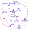 STELLA diagram of a community of practice