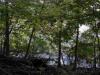 Image of Wooded Wetland