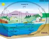 The Carbon Cycle