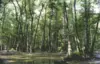 Poorly drained forest area on the coast shows standing water.