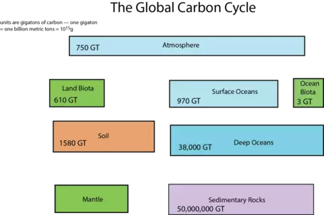 Carbon cycle reservoirs