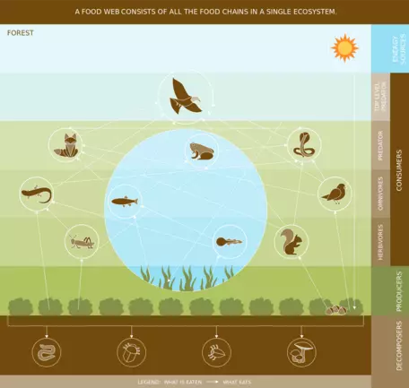 Food web 2