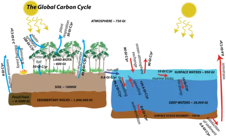 global carbon cycle