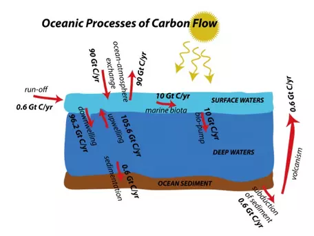 oceanic carbon flows 