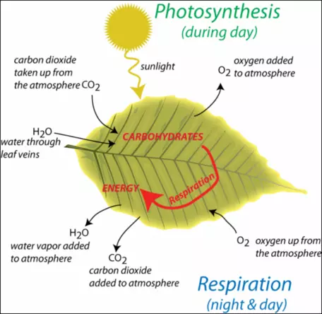 photosynthesis and respiration