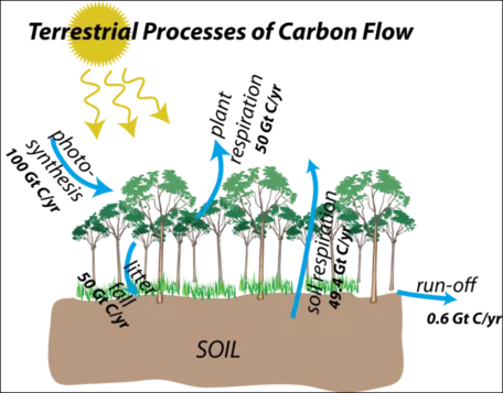 terrestrial carbon flows 2