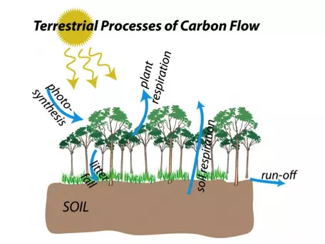 terrestrial carbon flows