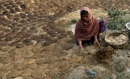 Woman gathering cow dung for fuel