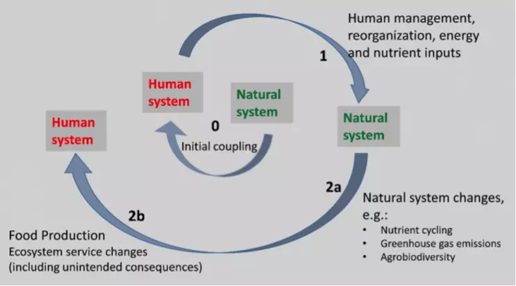 Human system impacts of food production activities. The human system reorganizes and provides energy and nutrient inputs to the natural system (1), which induces changes in natural system processes such as nutrient cycling, greenhouse gas emissions, and a