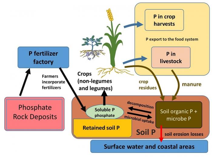 Phosphorus Cycle In Water