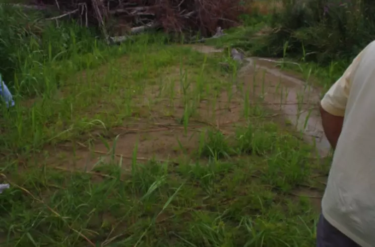 phragmites weeds