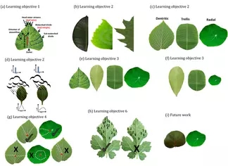 Leaf analogy for watershed concepts