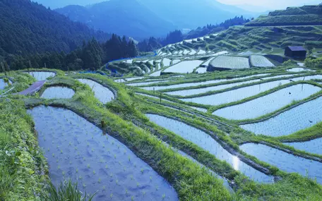 Rice Paddy