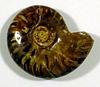 An opalized ammonite fossil