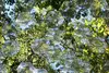 Canopy Lens