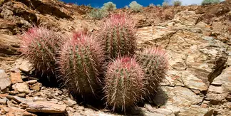 Mosaic Canyon Cactus