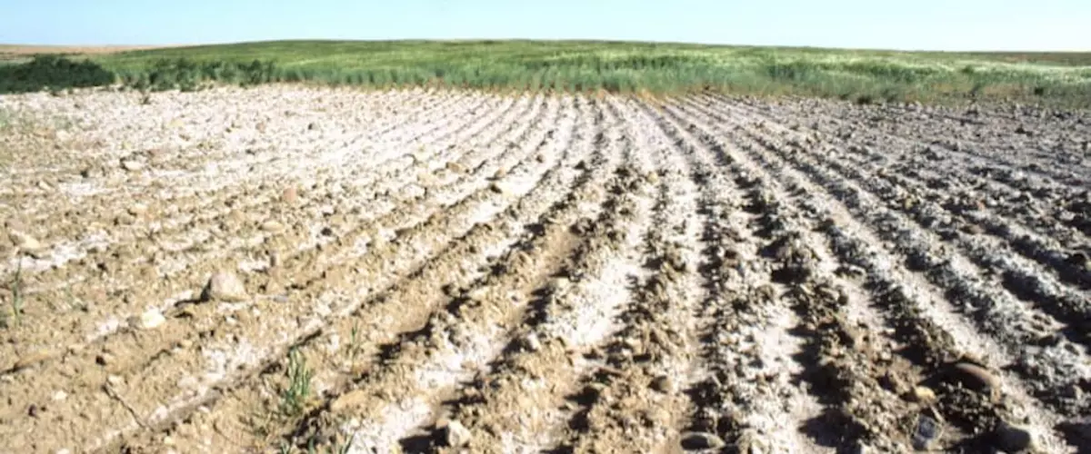 Agricultural Field