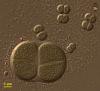 Chroococcus