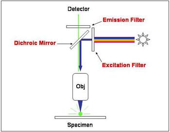 Diagram of the filters in a fluorescent microscope.