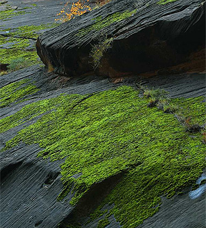 Moss on the walls of Zion Canyon