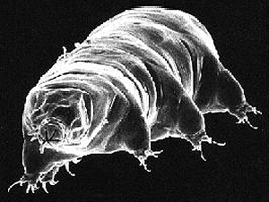 tardigrade size