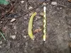 Banana slug.jpg
