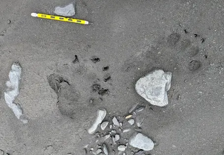 Black bear footprints in outwash sediment